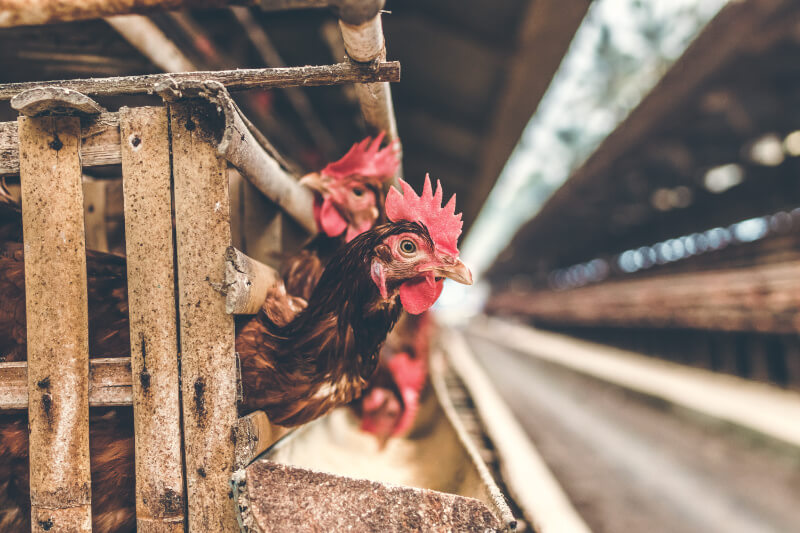 Comer Animales – La industria de la carne CasaFen -Photo by Artem Bali from Pexels