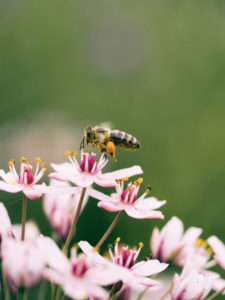 Entrevista Medicina Biorreguladora y Alergias CasaFen - Photo by Aaron Burden on Unsplash