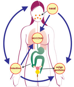 Sindrome de inflamacion de las mucosas, MALT, CasaFen