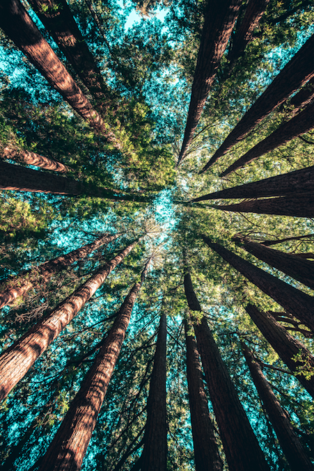 Constelaciones familiares una mirada para comprender lo que sucede en Chile y en el mundo - CasaFen - Photo by Casey Horner on Unsplash