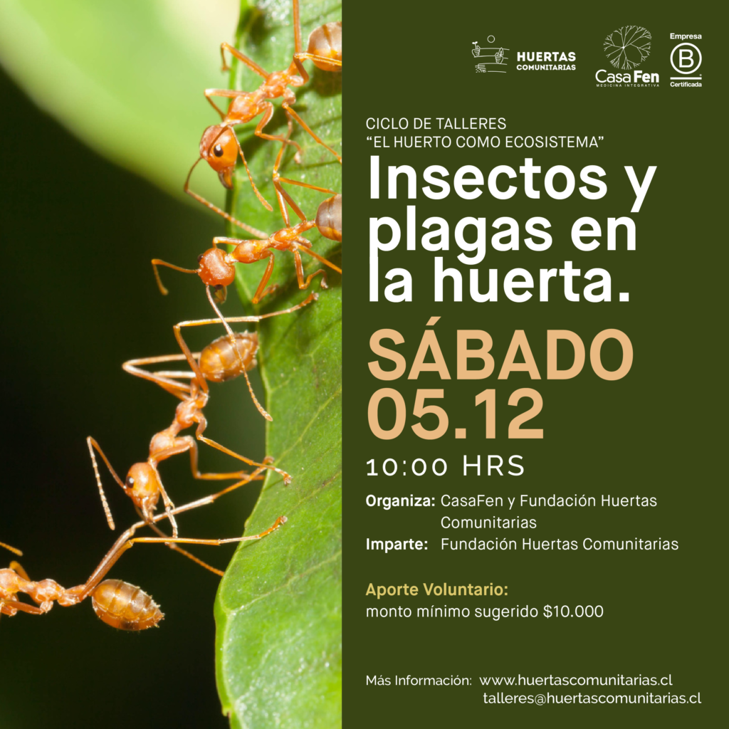 Taller de Huertos Insectos y plagas en la huerta-CasaFen