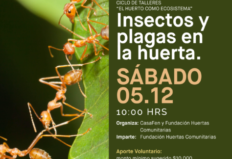 Taller de Huertos Insectos y plagas en la huerta-CasaFen