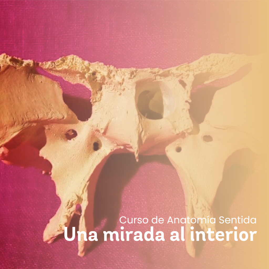 curso Anatomía sentida - casafen