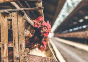 Comer Animales – La industria de la carne CasaFen -Photo by Artem Bali from Pexels